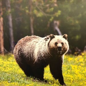 Meet your Posher, Brad